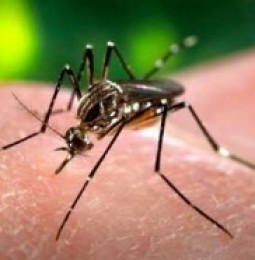 ¿Cómo eligen a sus víctimas los mosquitos?