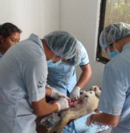 Preparan campaña de esterilización de mascotas