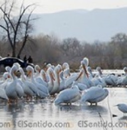 Atraen turismo pelicanos de Meoqui