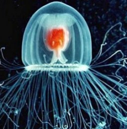 Medusa del Caribe logra “inmortalidad”