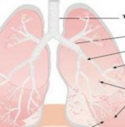 Llegan los pulmones artificiales