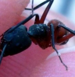 ¿Cuánto vive una hormiga?