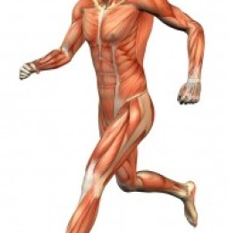 Conoce los músculos del cuerpo humano
