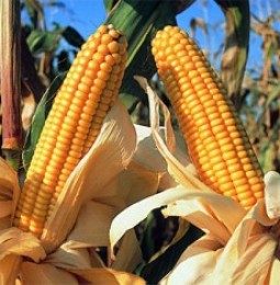 Se mantienen precios del maíz