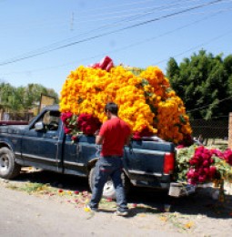 Cosecha Arturo Tamayo flor de cempasúchil