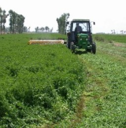 Dañan cultivos de alfalfa del Cbta de Meoqui