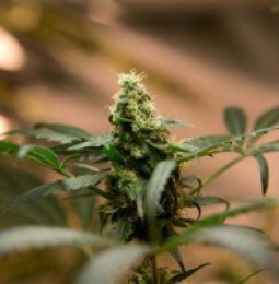 Aumenta el cultivo de marihuana en Estados Unidos