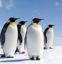 Reportan muerte de 150 mil pinguinos