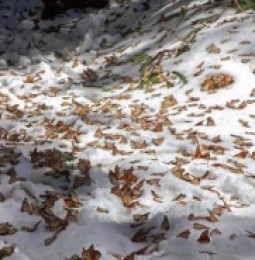 Mueren congeladas más de un millón de mariposas Monarca