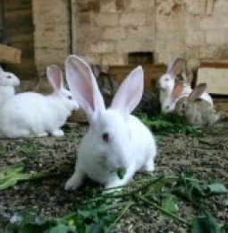 Lo que faltaba: Ataca virus mortal a conejos