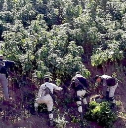 Destruyen 42 mil plantas de marihuana en Guadalupe y Calvo