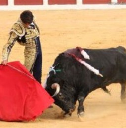 Chihuahuenses aprueban corridas de toros, segun encuesta