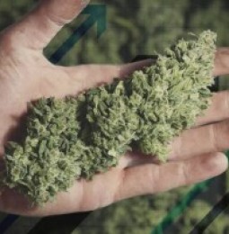Aseguran mas de una tonelada de marihuana en colonia Minerales